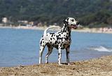 DALMATIEN 190